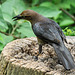 Day 6, female Great-tailed Grackle / Quiscalus mexicanus