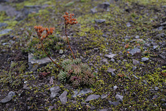 Sedum lanceolatum, Canada L1010127