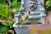 Goldfinch   /   May 2020