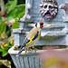 Goldfinch   /   May 2020