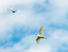Little egrets