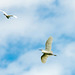 Little egrets