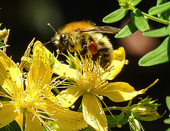 20200624 9134CPw [D~LIP] Veränderliche Hummel, Johanniskraut (Hypericum perforatum), Bad Salzuflen