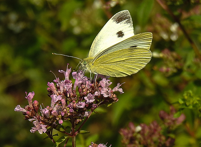 20210724 1910CPw [D~LIP] Dost (Origanum vulgare), Kleiner Kohlweißling (Pieris rapae), Bad Salzuflen