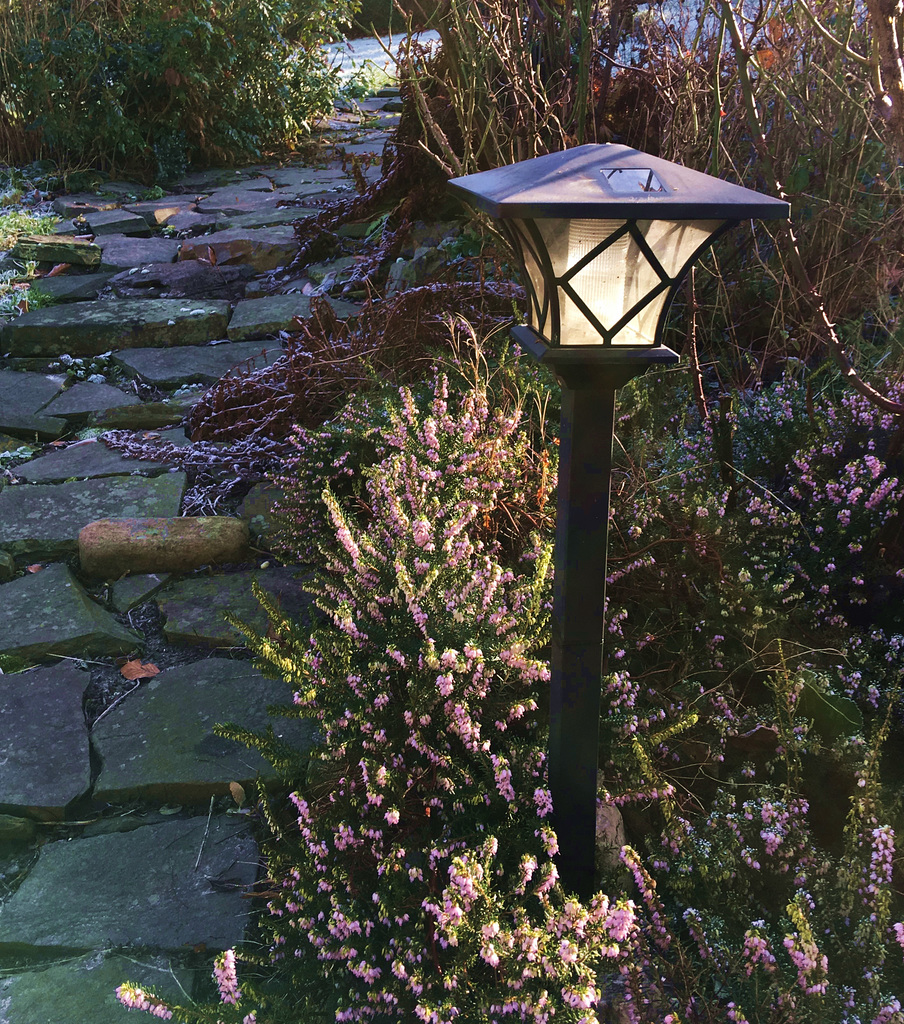 Petite gelée au jardin