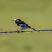 Pied Wagtail