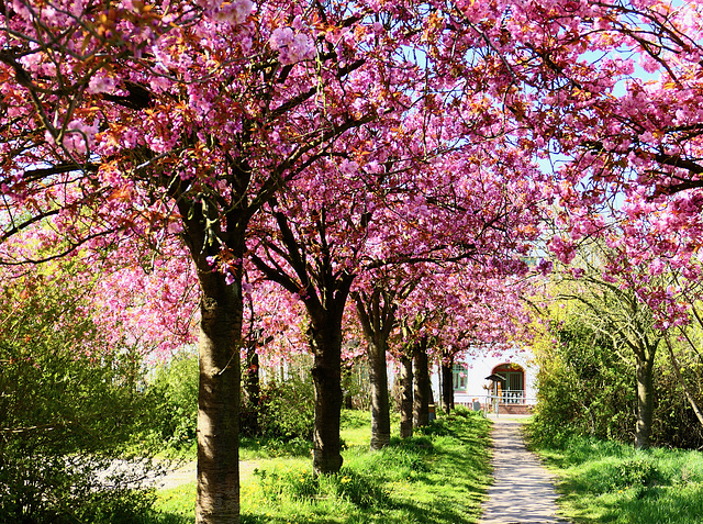 Kirschblüten am Fährhaus.  (pip)