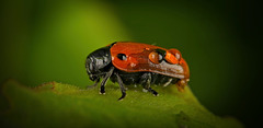 Der Ameisen-Sackkäfer (Clytra laeviuscula) hat auch schwer zu tragen :)) The ant bag beetle (Clytra laeviuscula) also has a hard time carrying :)) Le coléoptère des fourmis (Clytra laeviuscula) a également du mal à transporter :))