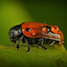 Der Ameisen-Sackkäfer (Clytra laeviuscula) hat auch schwer zu tragen :)) The ant bag beetle (Clytra laeviuscula) also has a hard time carrying :)) Le coléoptère des fourmis (Clytra laeviuscula) a également du mal à transporter :))