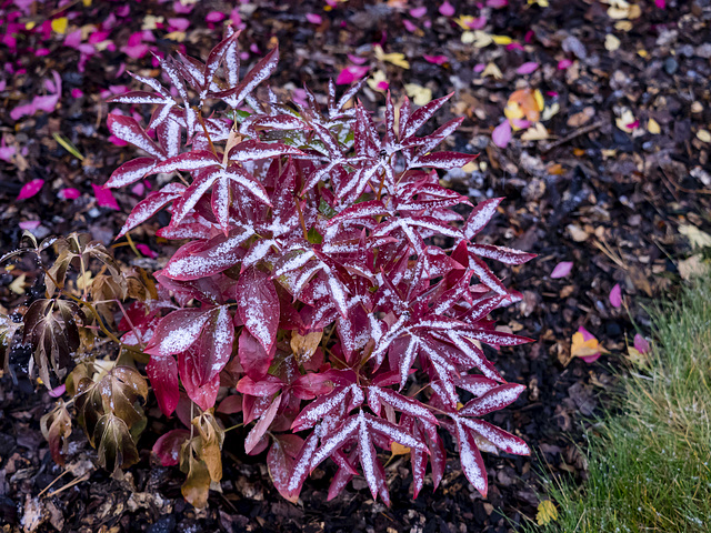 Snow on the Leaves