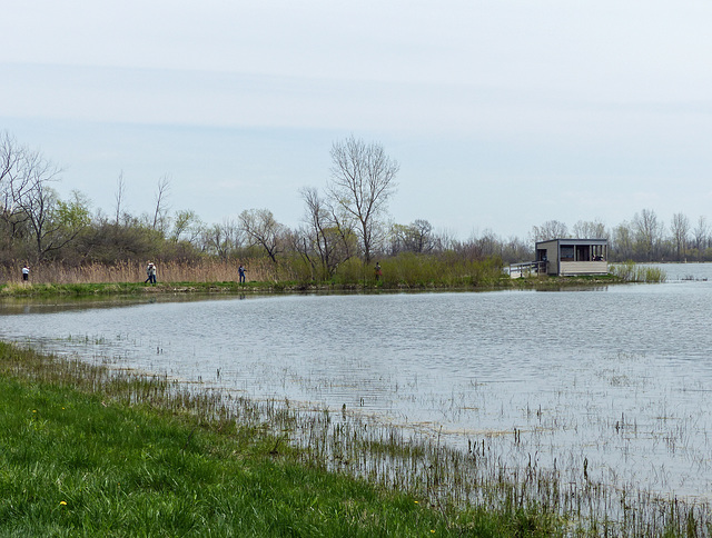 Day 3 afternoon, Hillman Marsh blind