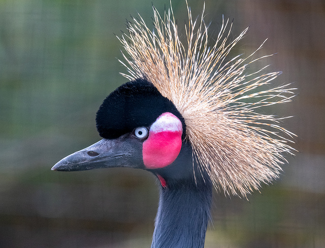 East African crowned crane