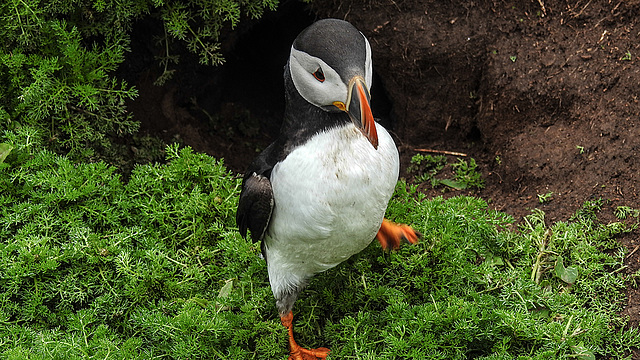 20190612 5113CPw [R~GB] Papageitaucher, Krauser Rollfarn (Cryptogramma crispa), Skomer, Wales