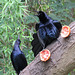 Day 6, Great-tailed Grackles / Quiscalus mexicanus, competing