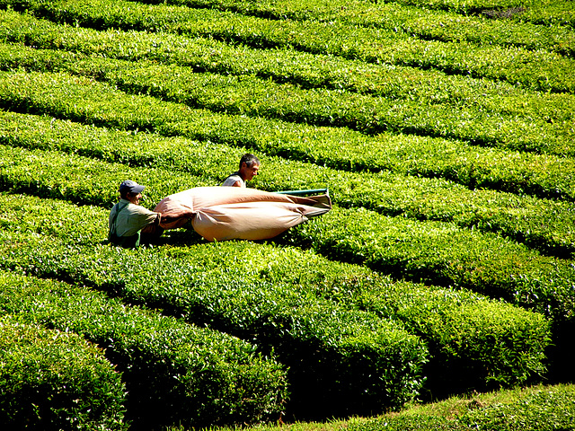 The harvest of tea