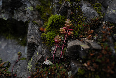 Sedum album, Canada L1010129