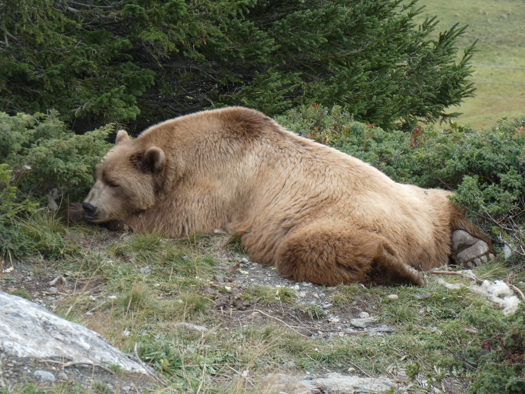 Arosa Bear Sanctuary