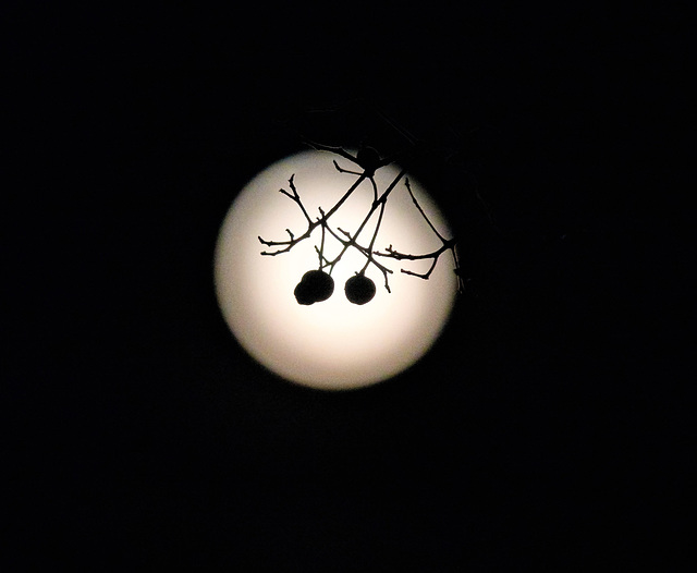 Totally failed to capture Fridays wonderful moon!!! Totally failed to capture Fridays wonderful moon!!!