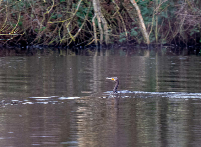 Cormorant