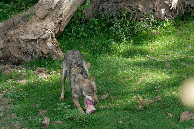 Une faim de loup