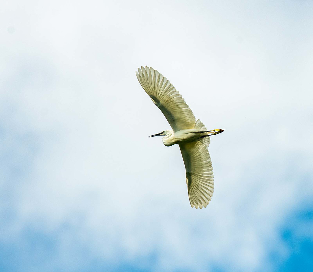 Little egret