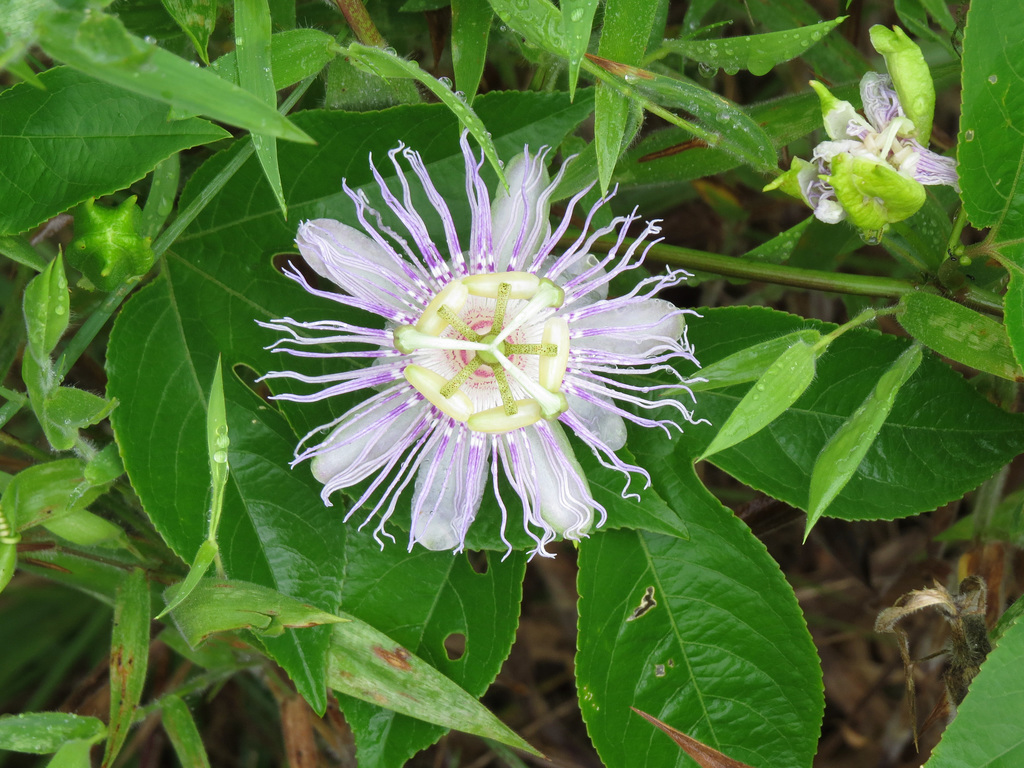 Passiflora incarnata flower