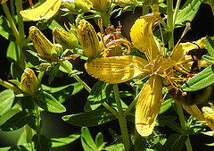 20200624 9140CPw [D~LIP] Johanniskraut (Hypericum perforatum), Bad Salzuflen