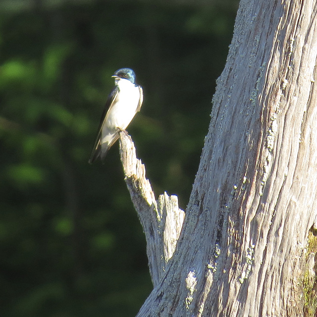 Tree swallow