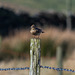 Skylark on a post