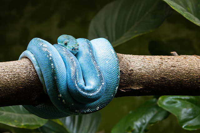 Grüne Baumpython - Zoo Augsburg