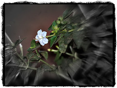 Mirabilis jalapa (the four o'clock flower)