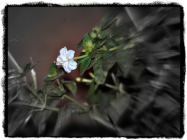 Mirabilis jalapa (the four o'clock flower) ~ ಅಕಾಶ್ ಮೊಗರೆ