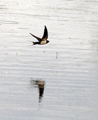 Schwalbe, pfeilschnell fliegt sie über das Wasser