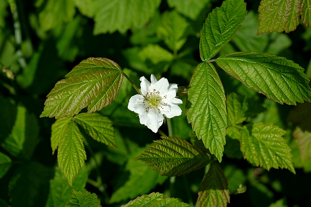 Brombeerblüte