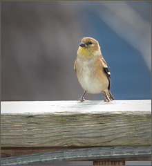 Goldfinch scouting about