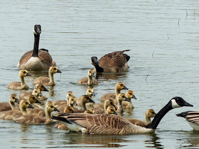 Day 3, Canada Geese, Hillman Marsh