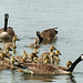 Day 3, Canada Geese, Hillman Marsh