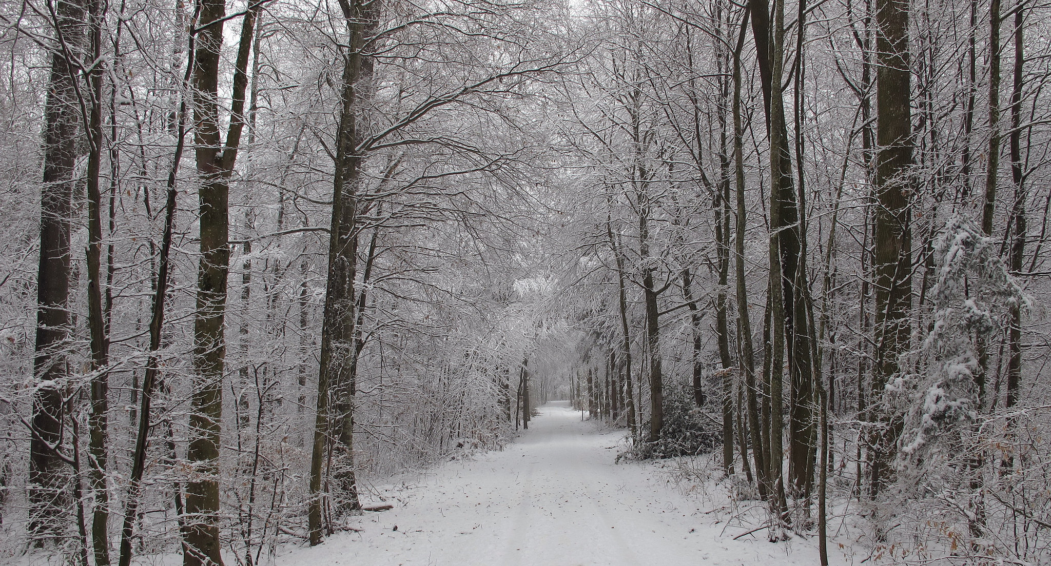 winter stroll