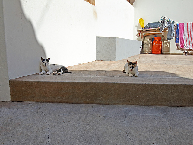 Câmara de Lobos - Katzen im Hinterhof (2)