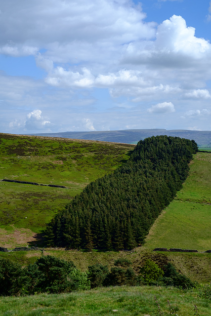 Plantation at the edge of Tintwistle Low Moor