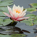 Day 6, Water Lily, National Butterfly Centre