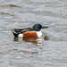 Shoveler duck