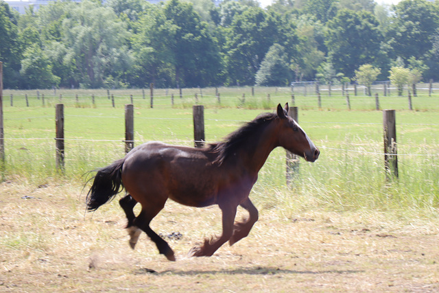 Flying horse