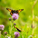 Tortoiseshell butterfly