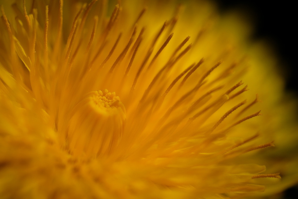 DSCF6818