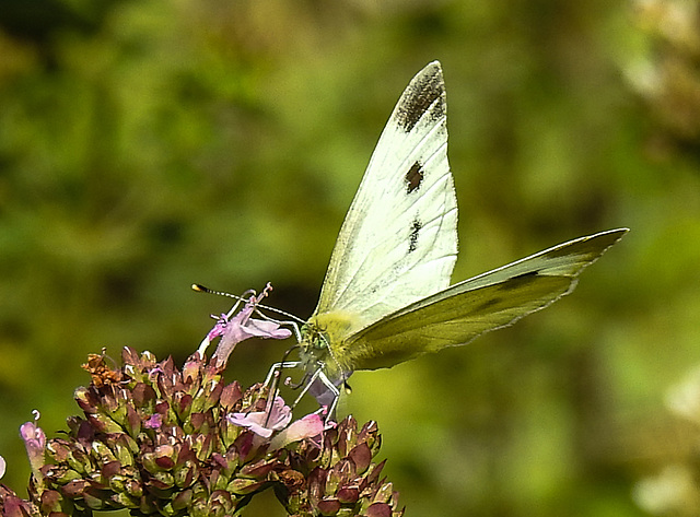 20210724 1913CPw [D~LIP] Dost (Origanum vulgare), Kleiner Kohlweißling (Pieris rapae), Bad Salzuflen