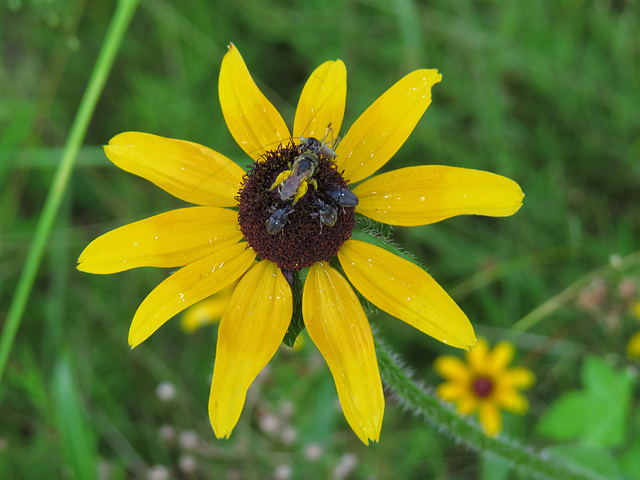 Insects on a flower