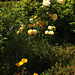 Fleurs du jardin