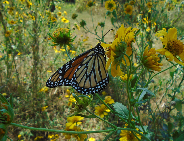 ANOTHER  MONARCH