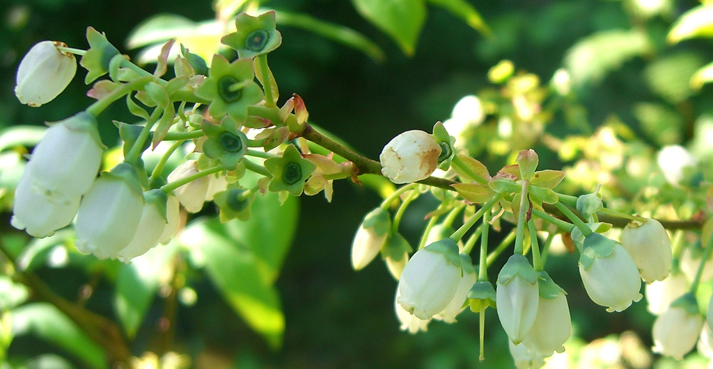 113  Hier werden Kultur- Heidelbeeren